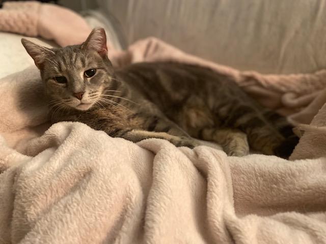 Enlarge Lucky, a Adoptable American Shorthair in Raeford, NC image 1/3