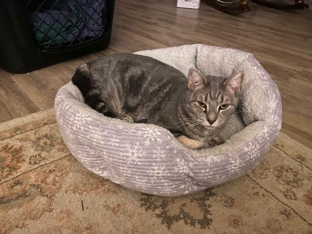 Enlarge Lucky, a Adoptable American Shorthair in Raeford, NC image 2/3