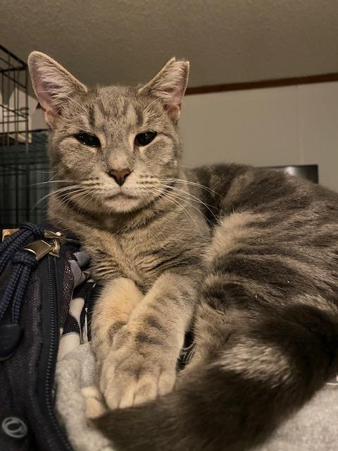 Enlarge Lucky, a Adoptable American Shorthair in Raeford, NC image 3/3