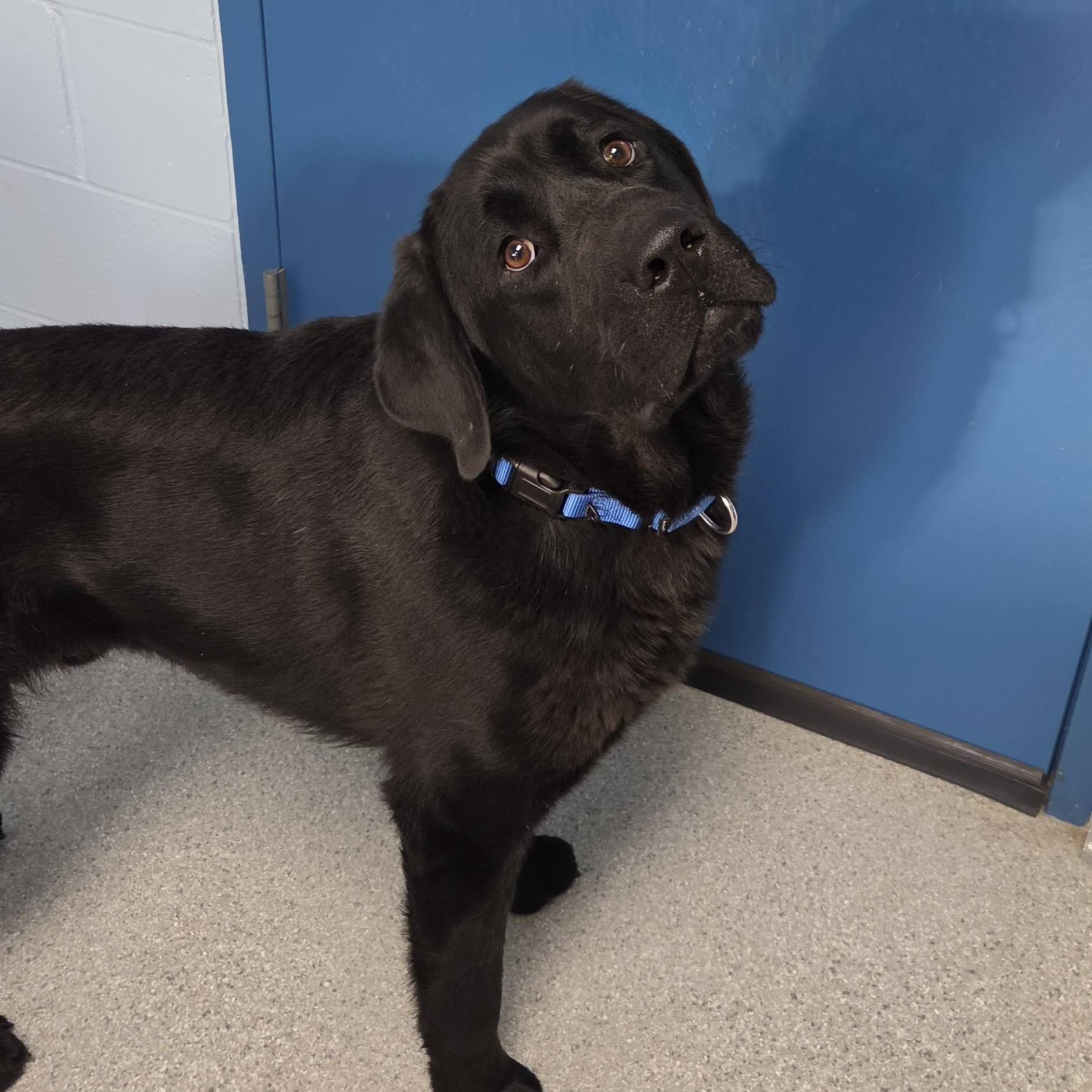 Enlarge Earl, an adopted Black Labrador Retriever in Marshfield, WI image 5/6