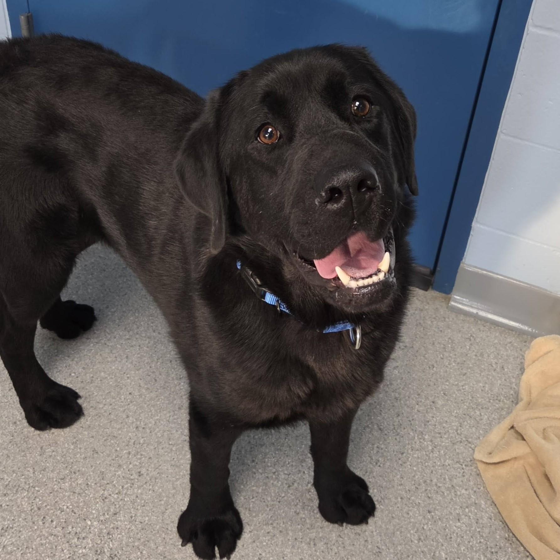 Enlarge Earl, an adopted Black Labrador Retriever in Marshfield, WI image 2/6