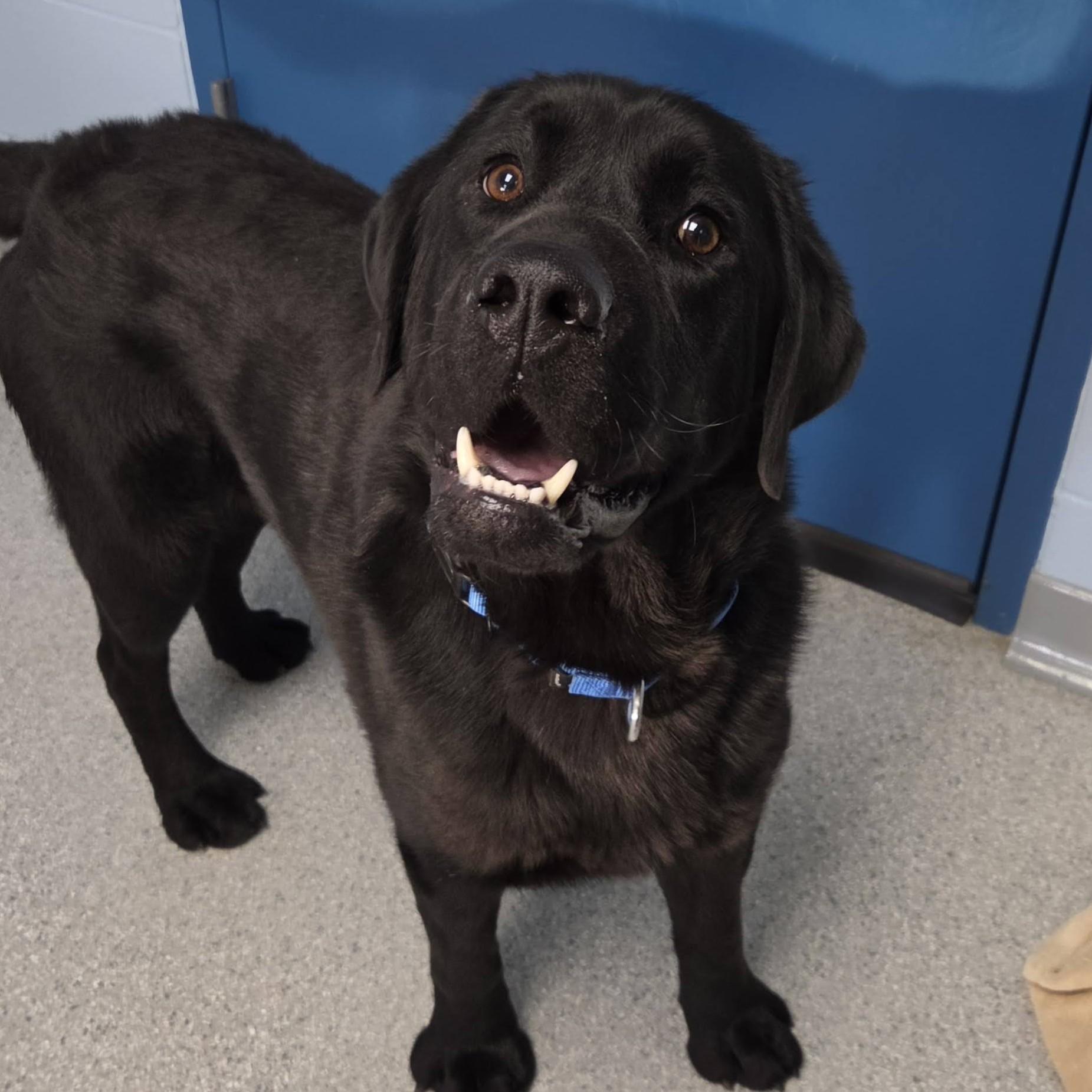 Enlarge Earl, an adopted Black Labrador Retriever in Marshfield, WI image 4/6