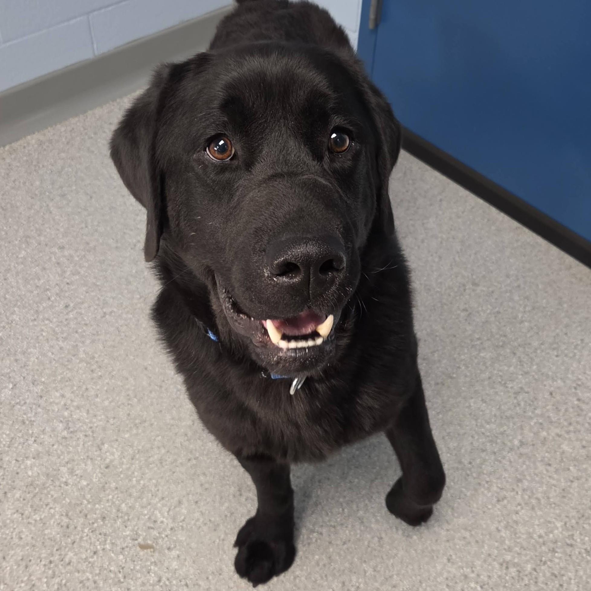 Enlarge Earl, an adopted Black Labrador Retriever in Marshfield, WI image 3/6