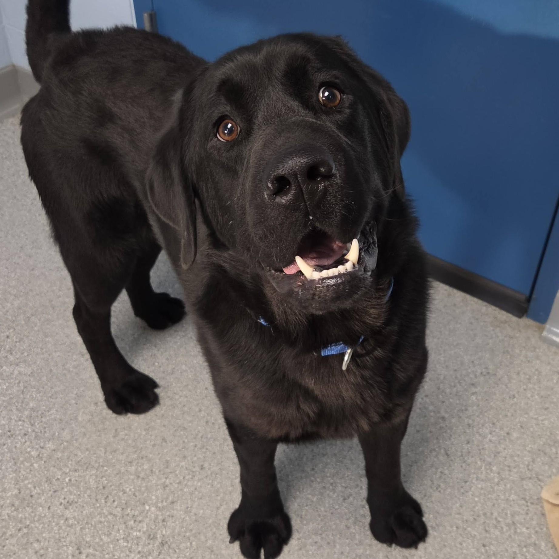 Enlarge Earl, an adopted Black Labrador Retriever in Marshfield, WI image 1/6