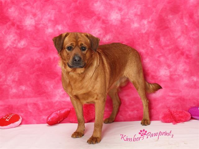 TEH, Adoptable, Adult Male German Shepherd Dog & Mixed Breed.