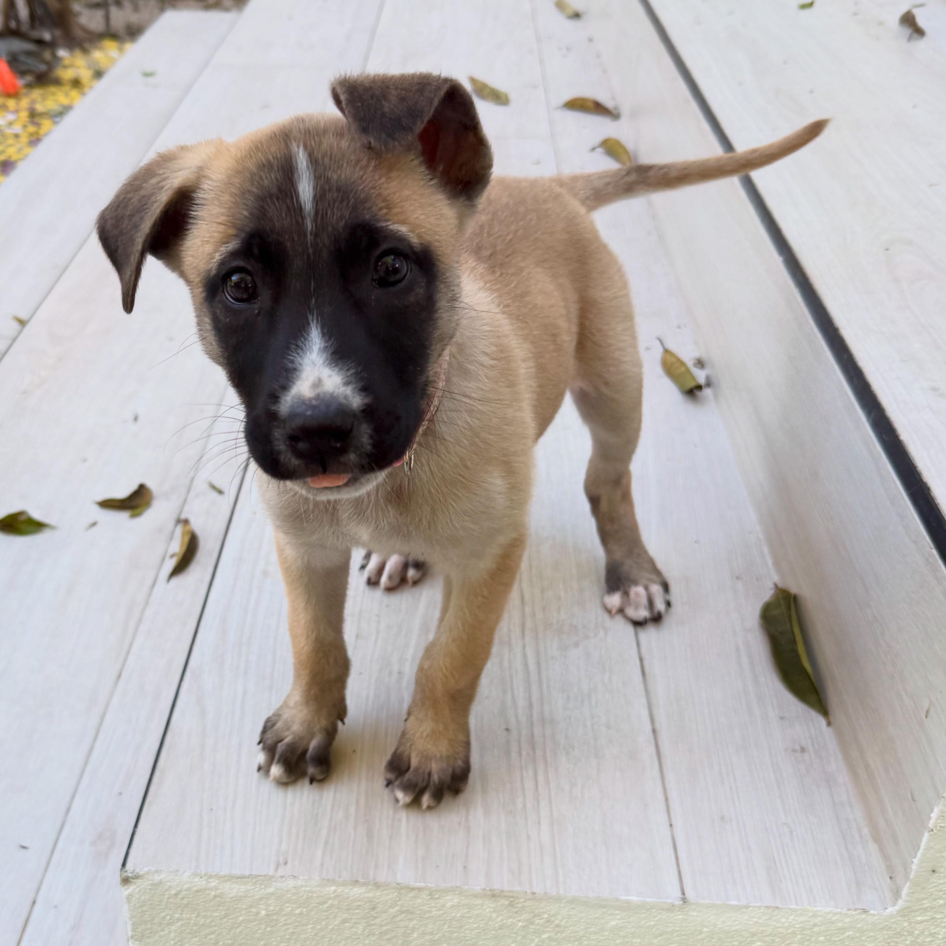 mila, ADOPTABLE, Puppy Female Shepherd & Belgian Shepherd / Malinois.