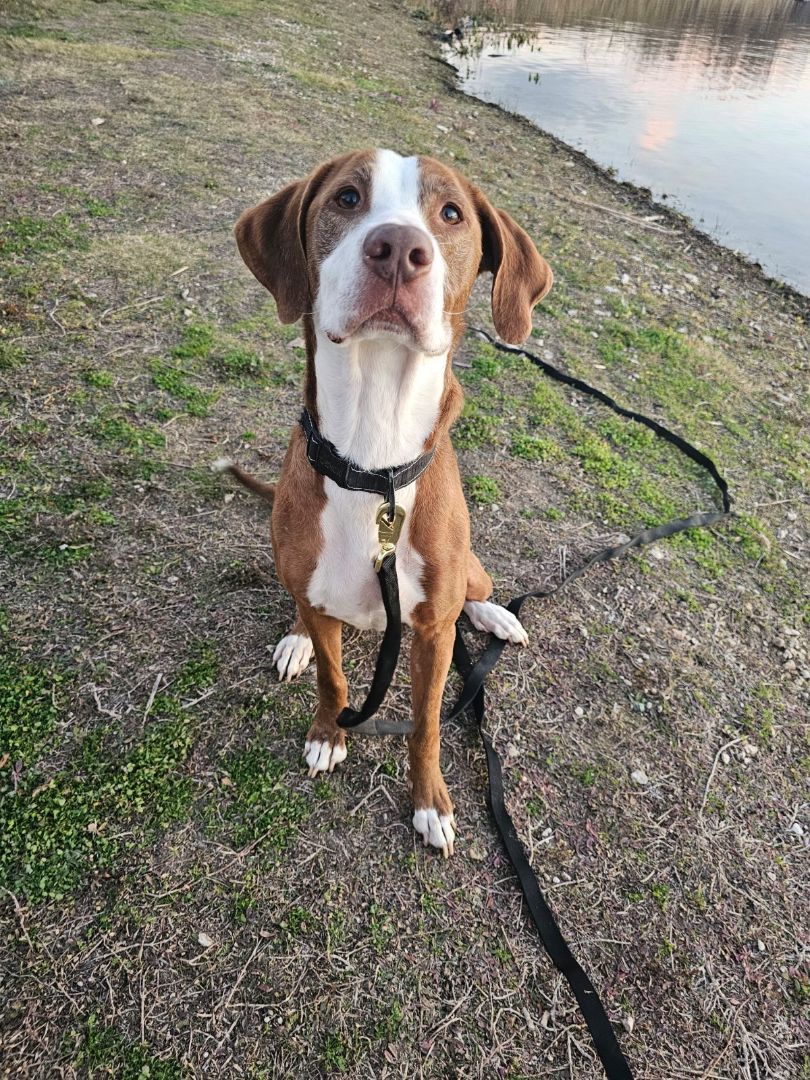 Dally, Adopted, Senior Female Bloodhound.