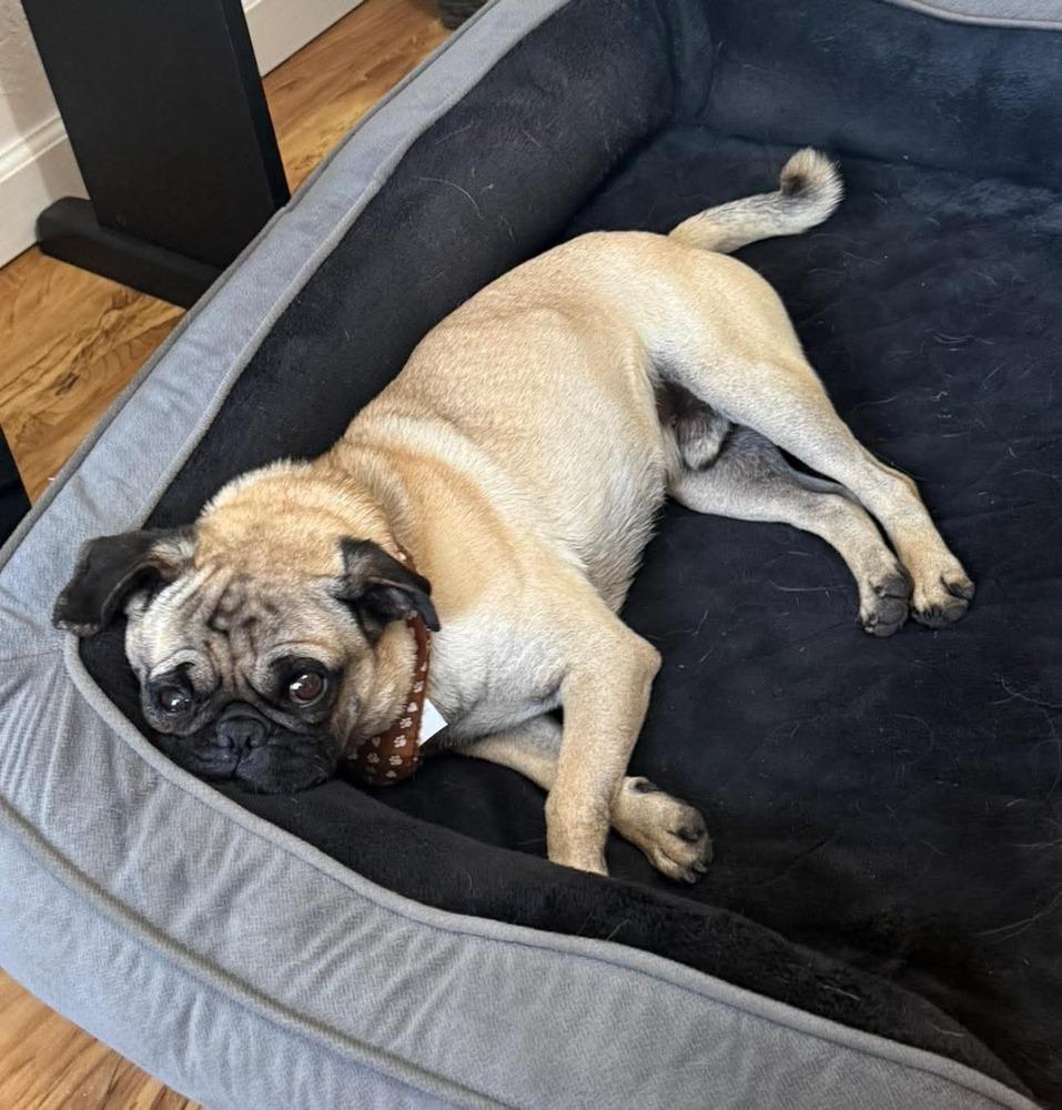 Alex, Adoptable, Adult Male Pug.