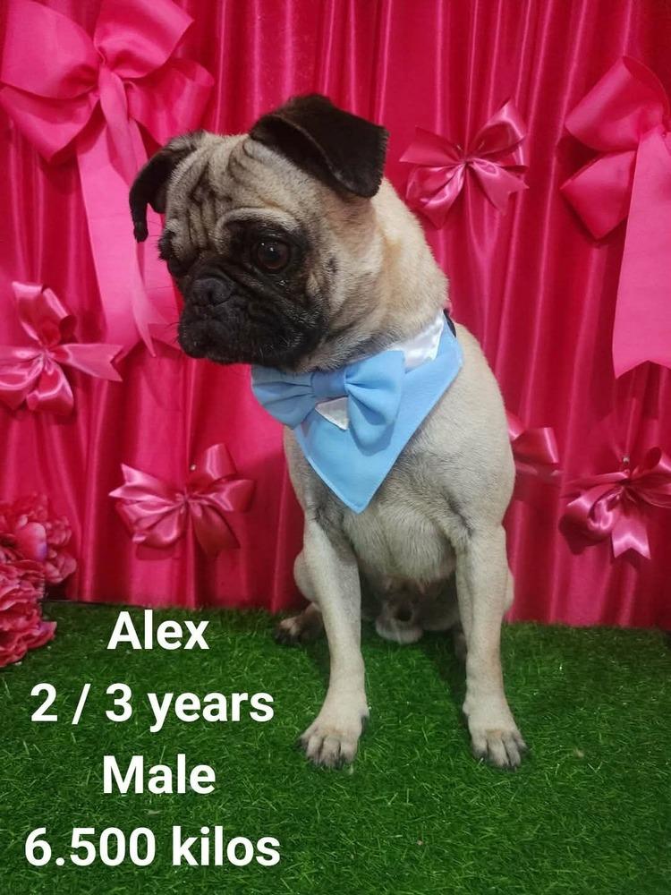 Alex, a Adoptable Pug in Cortez, CO image 2/2