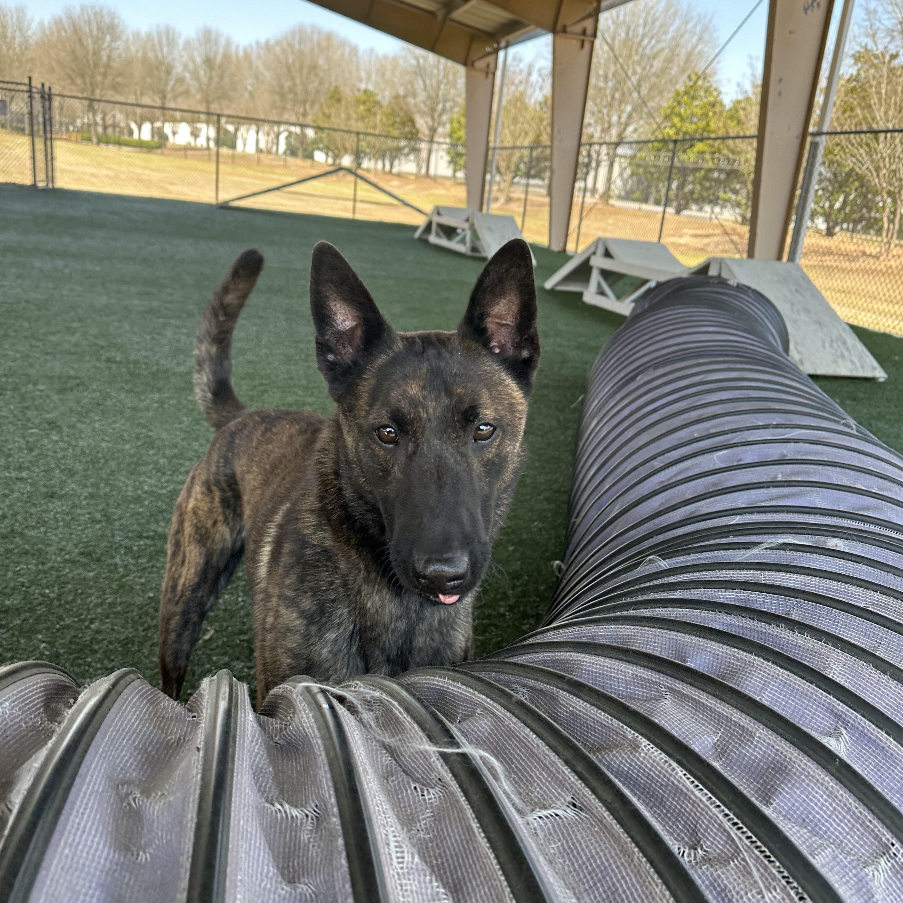 Urko, a ADOPTABLE mixed breed in Newnan, GA image 2/5