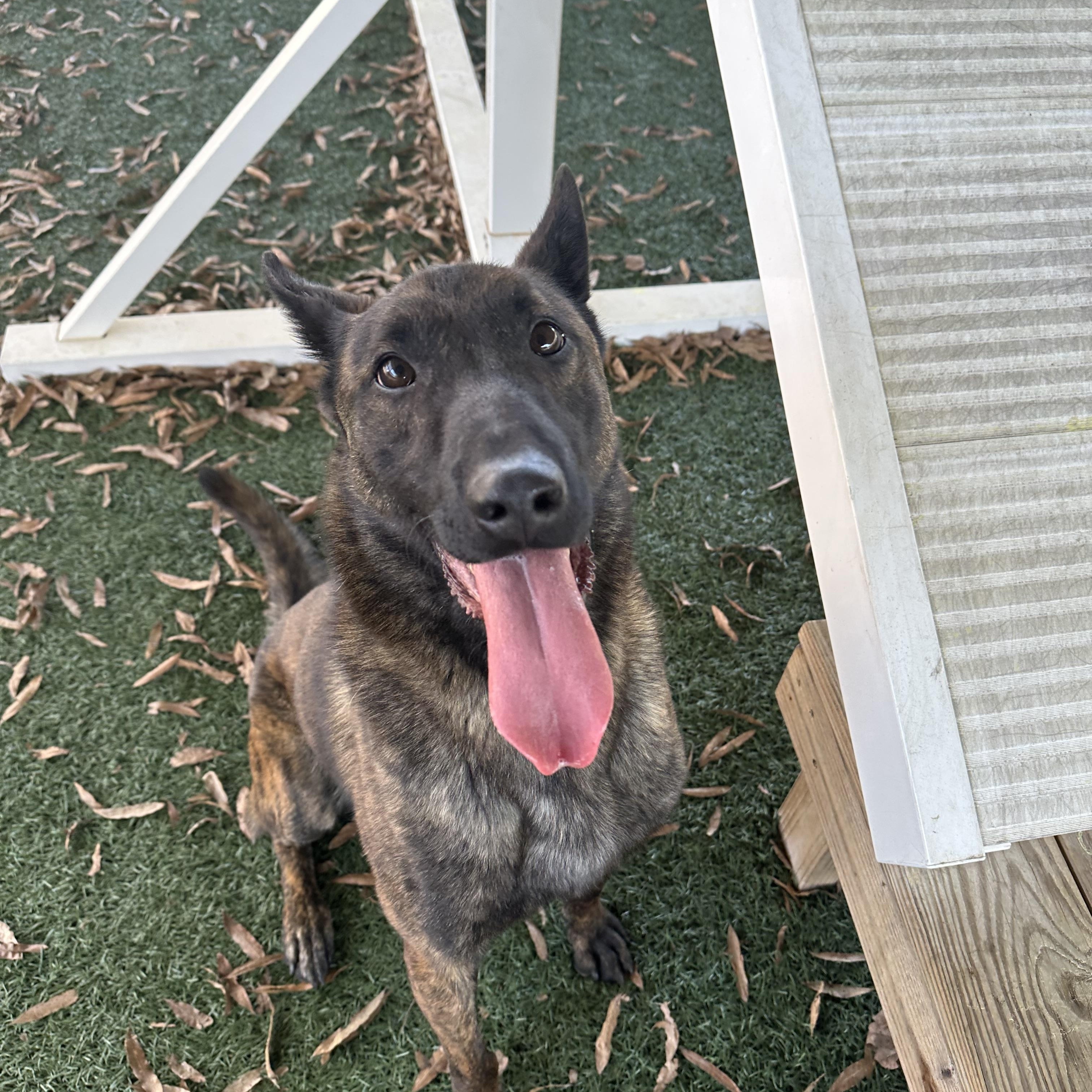 Urko, a ADOPTABLE mixed breed in Newnan, GA image 3/5