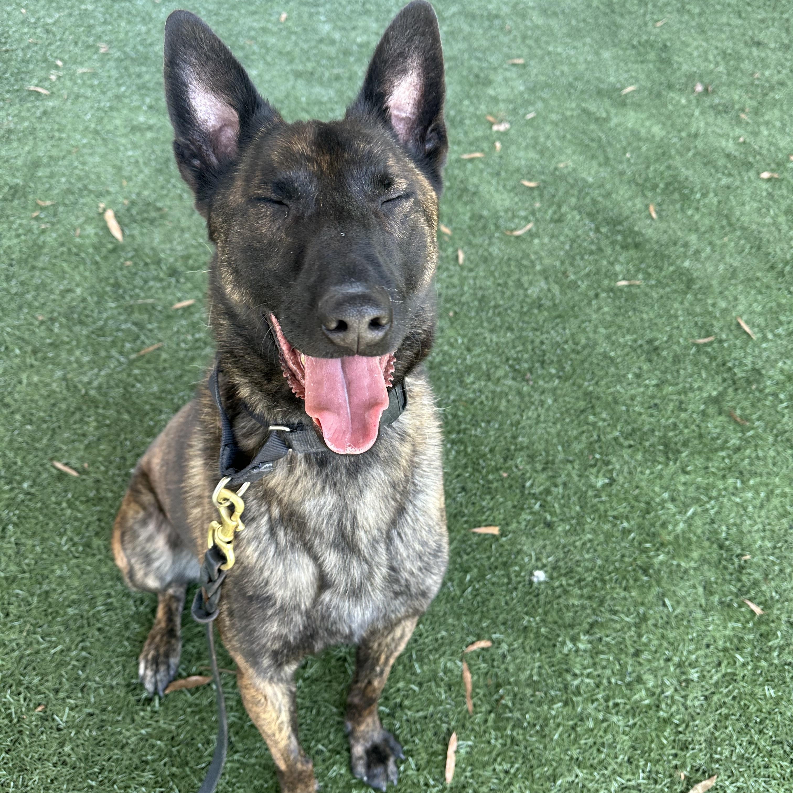 Urko, a ADOPTABLE mixed breed in Newnan, GA image 5/5