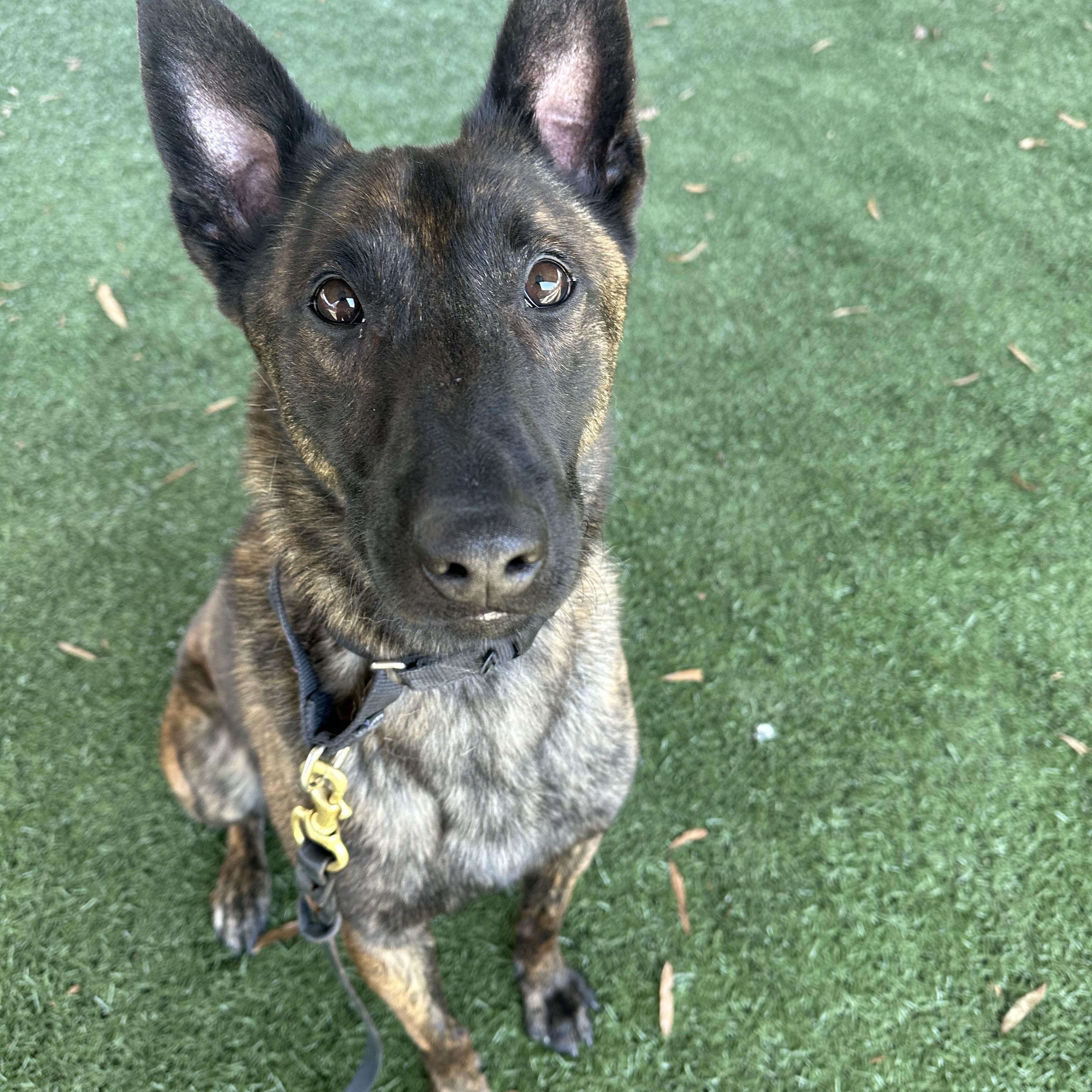 Urko, ADOPTABLE, Young Male Dutch Shepherd.