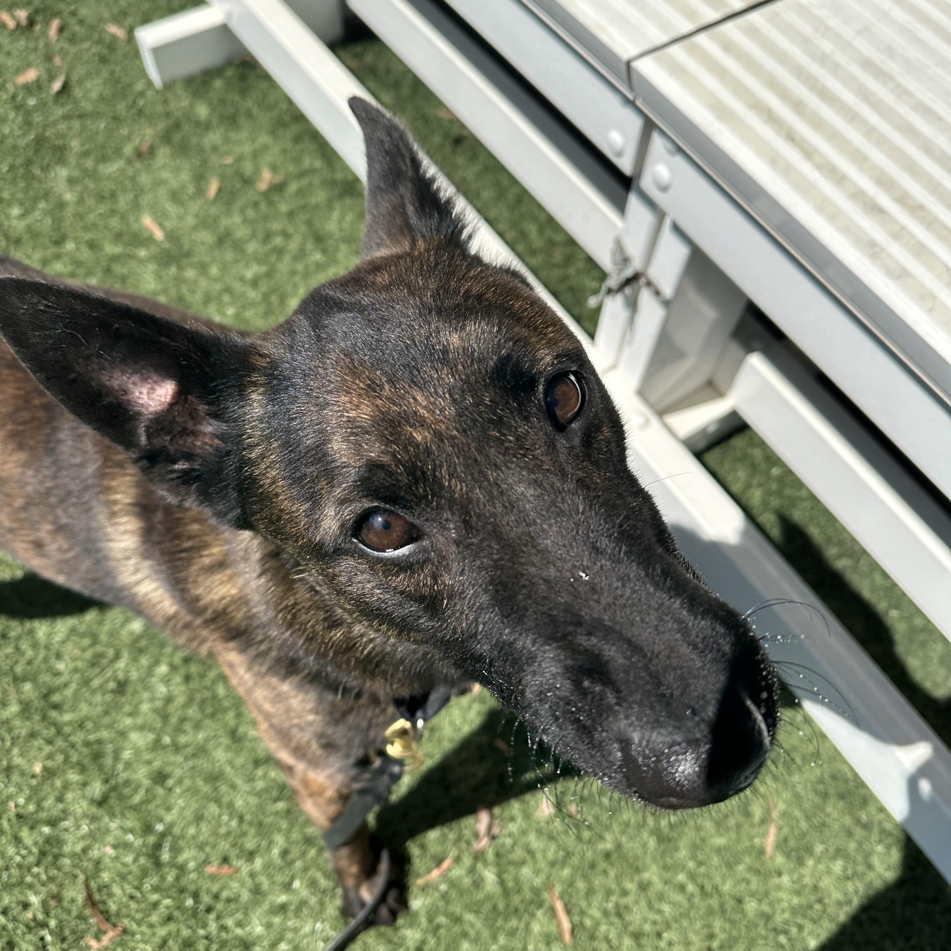 Urko, a ADOPTABLE mixed breed in Newnan, GA image 4/5