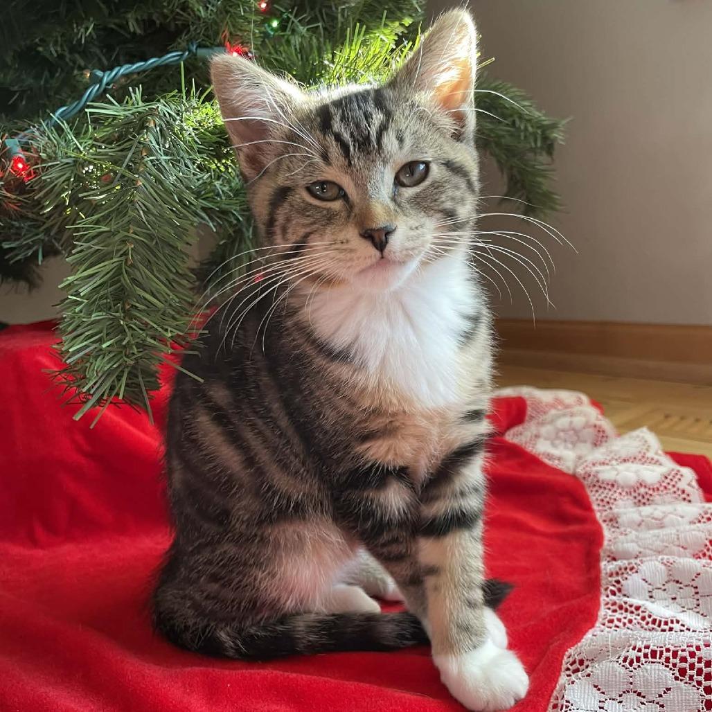 Ombrio, Adoptable, Kitten Female Domestic Short Hair.