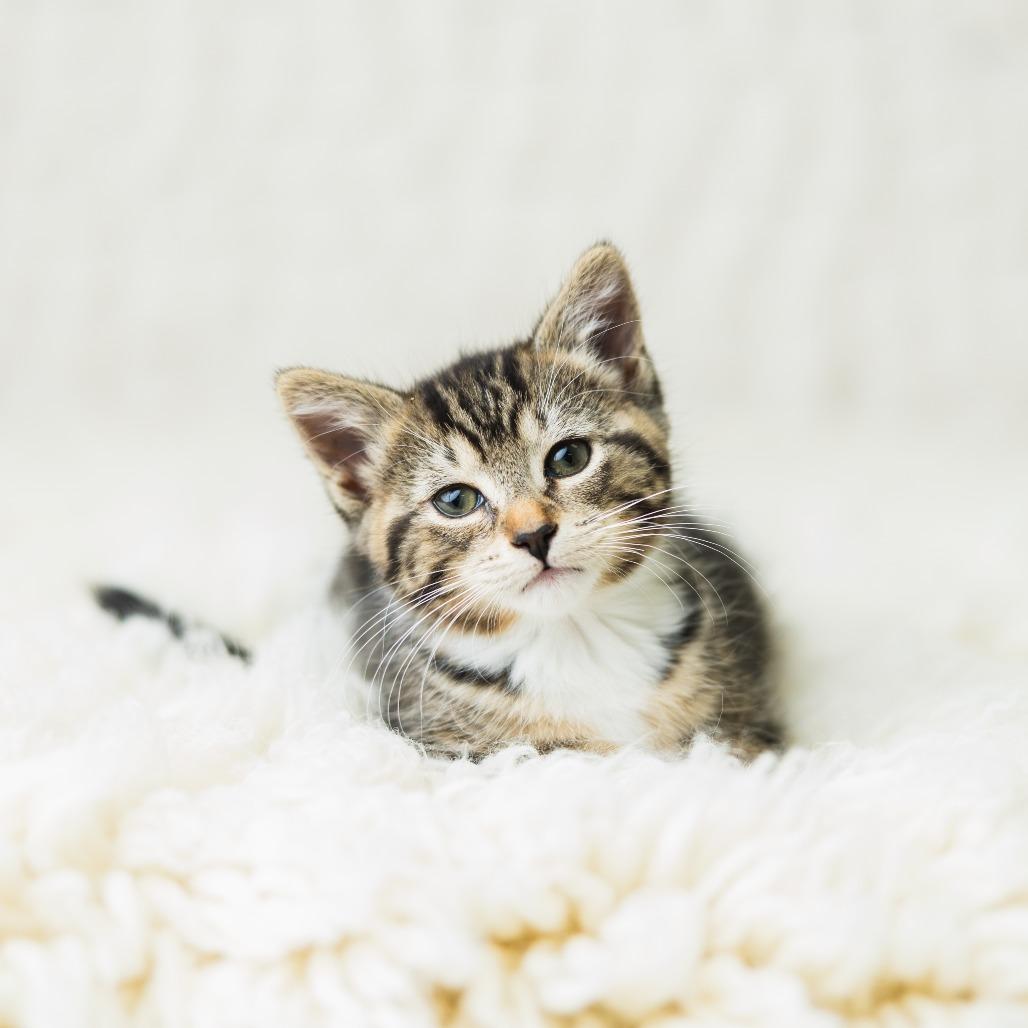 Enlarge Ombrio, a Adoptable Domestic Short Hair in St. Paul, MN image 3/6