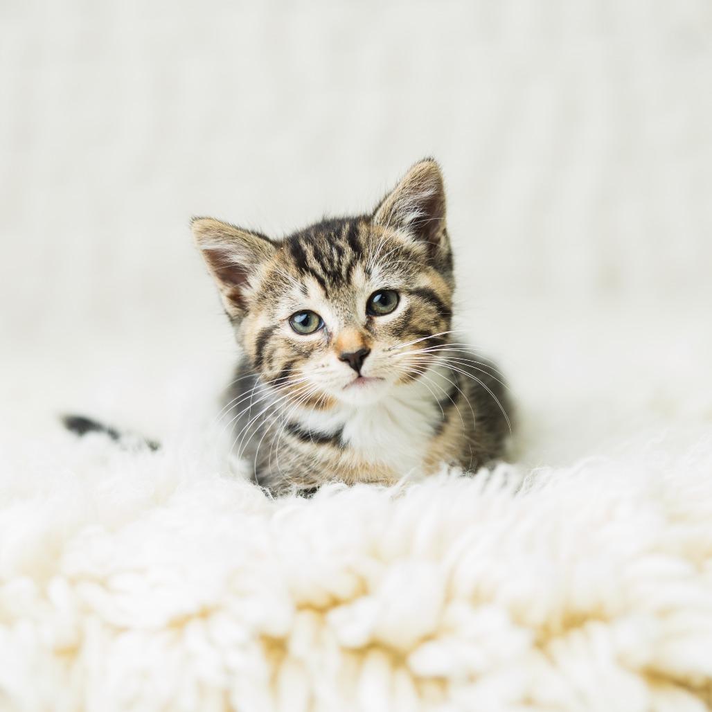 Enlarge Ombrio, a Adoptable Domestic Short Hair in St. Paul, MN image 4/6