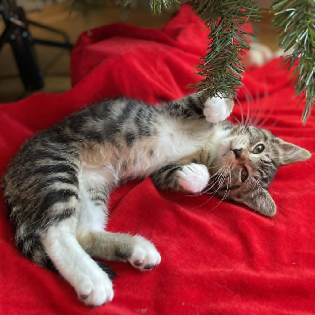Enlarge Ombrio, a Adoptable Domestic Short Hair in St. Paul, MN image 6/6