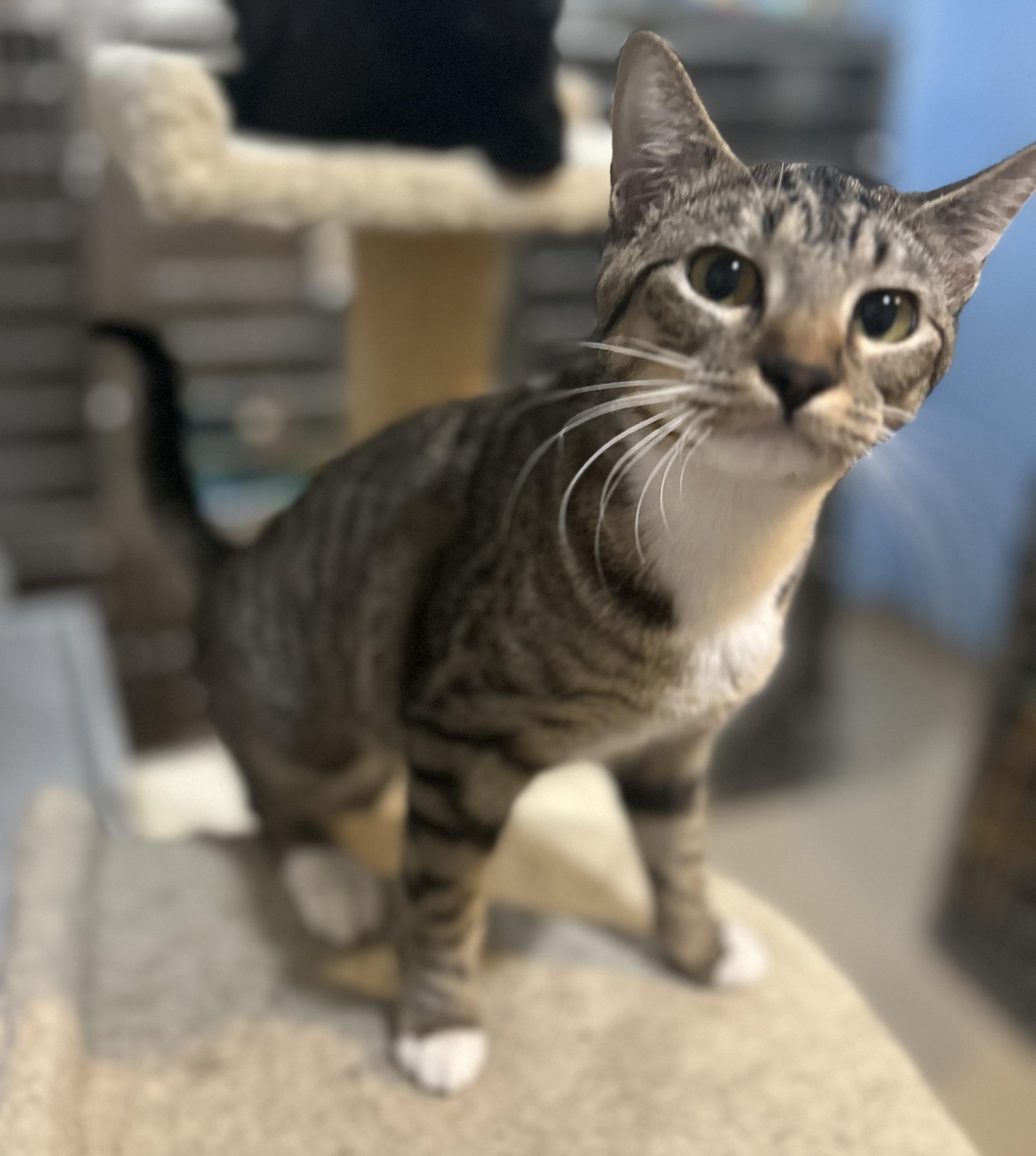 Enlarge TERA, a ADOPTABLE Domestic Short Hair in North Kansas City, MO image 1/2