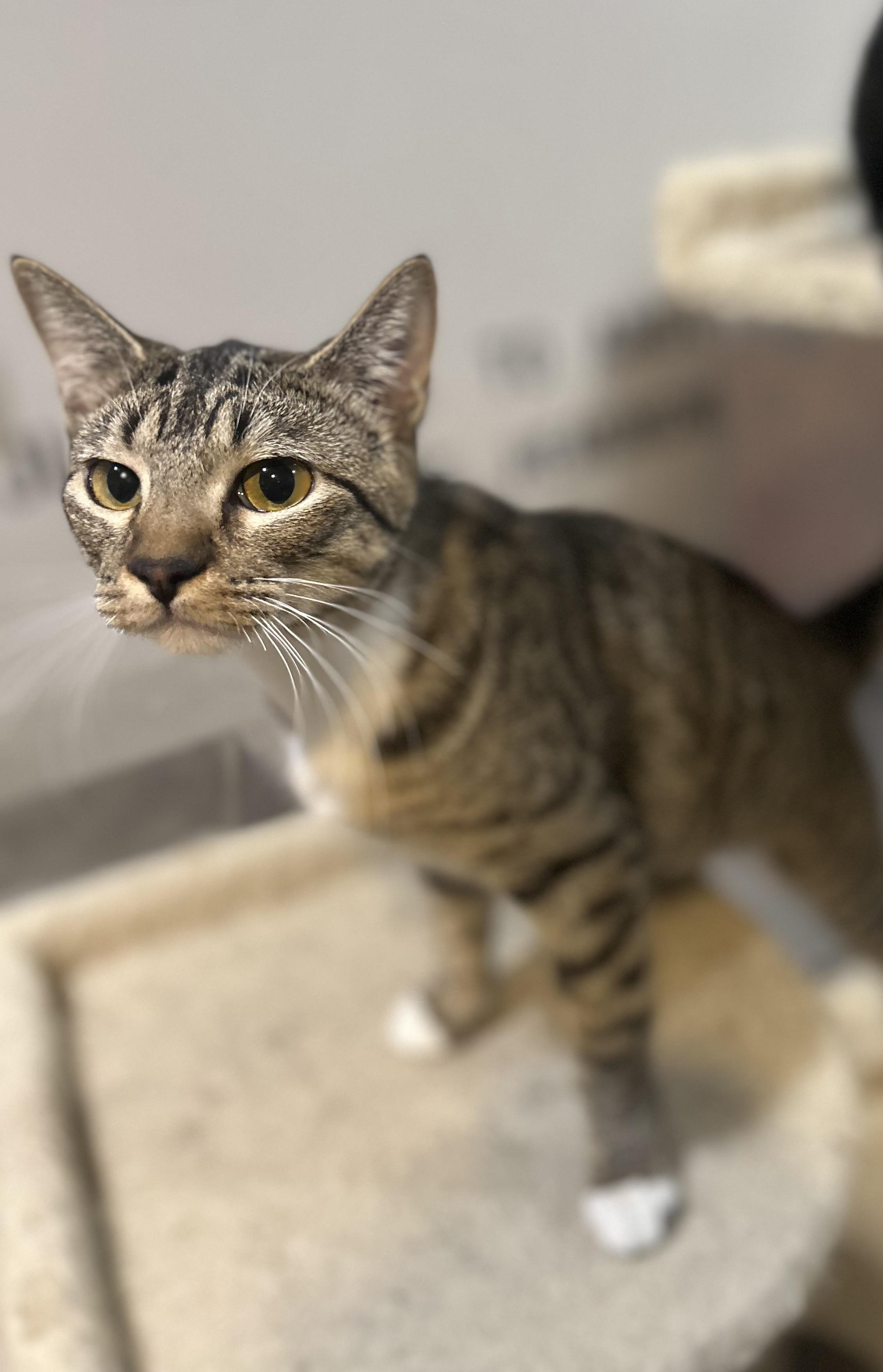 Enlarge TERA, a ADOPTABLE Domestic Short Hair in North Kansas City, MO image 2/2