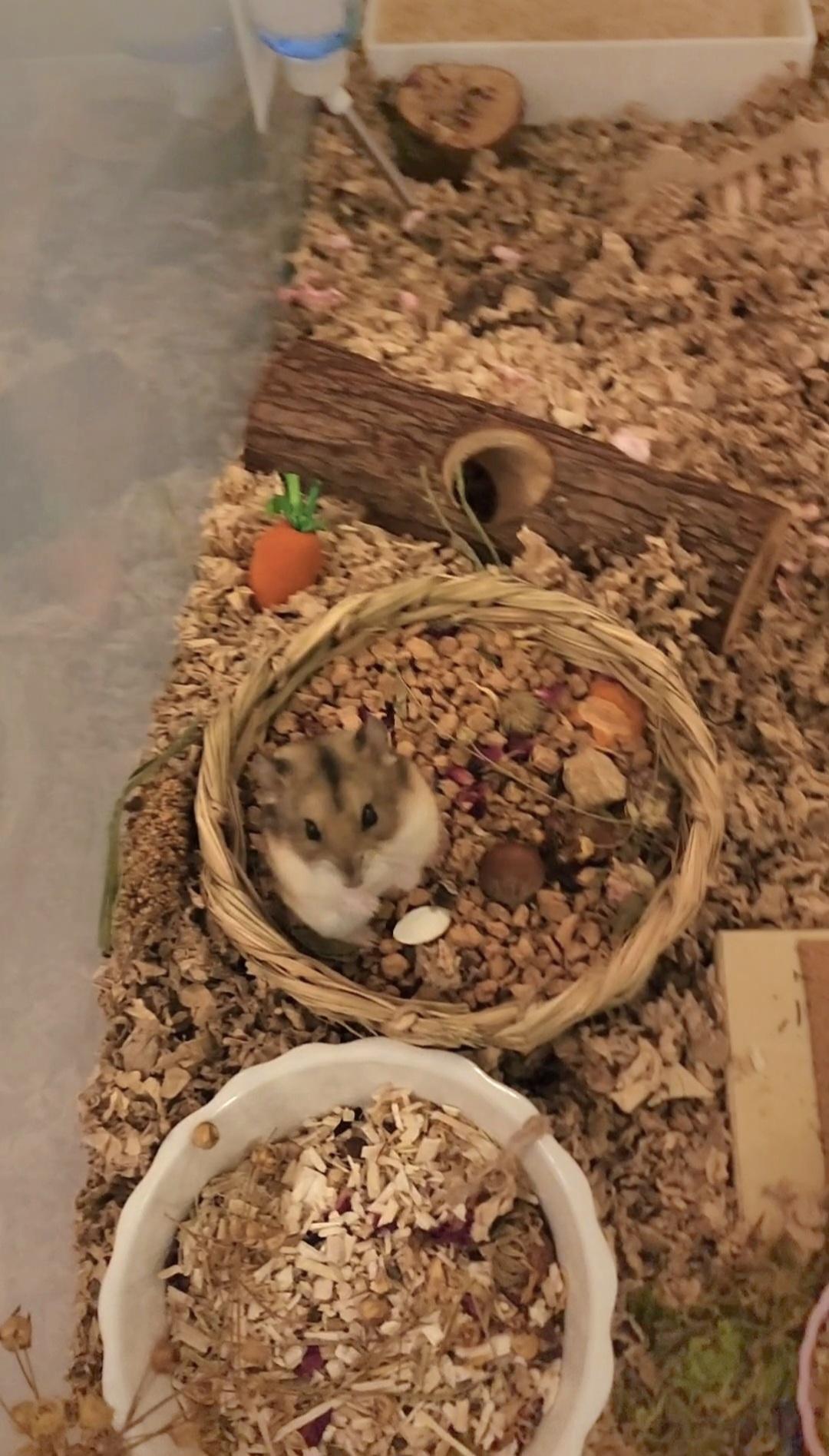 Feistyanna, Adoptable, Young Female Dwarf Hamster & Hamster.