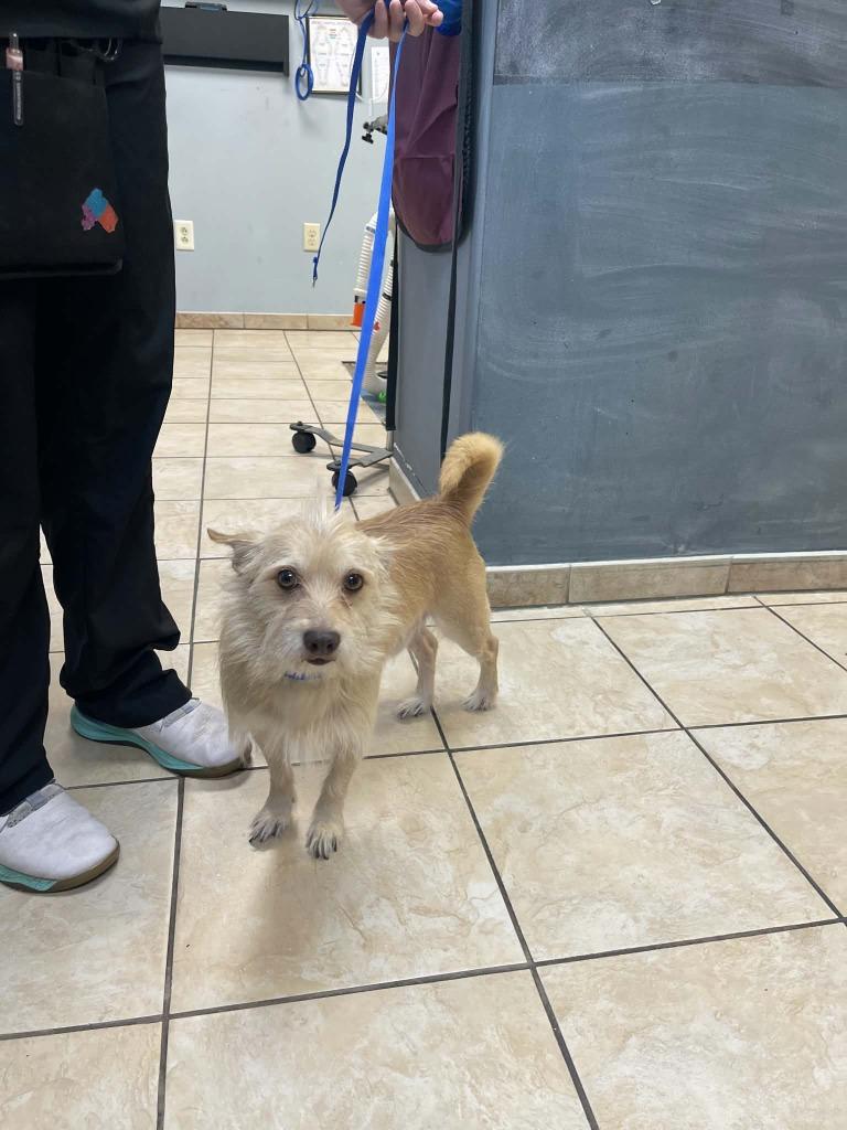 Scooter, Adoptable, Senior Male Mixed Breed.