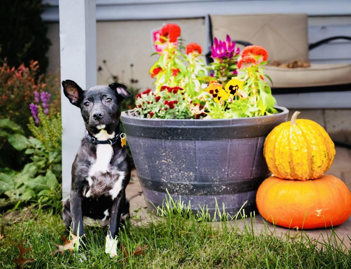 Enlarge Oma, a Adoptable mixed breed in Hockessin, DE image 5/5
