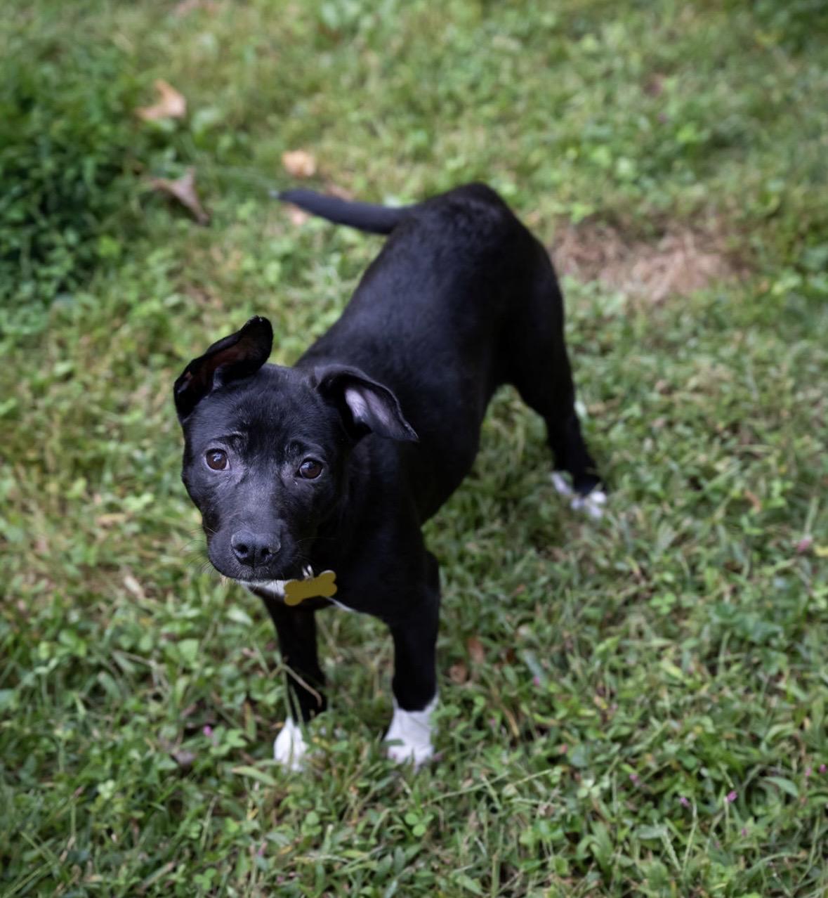 Enlarge Oma, a Adoptable mixed breed in Hockessin, DE image 3/5