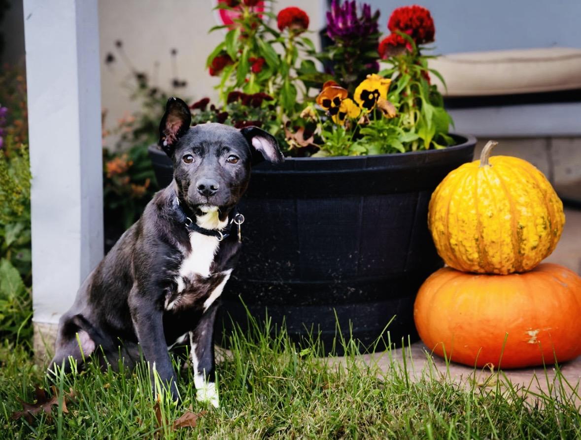 Enlarge Oma, a Adoptable mixed breed in Hockessin, DE image 4/5