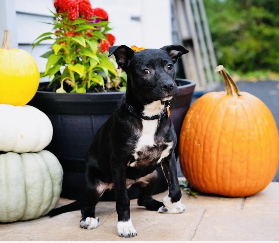 Oma, Adoptable, Puppy Female Terrier.