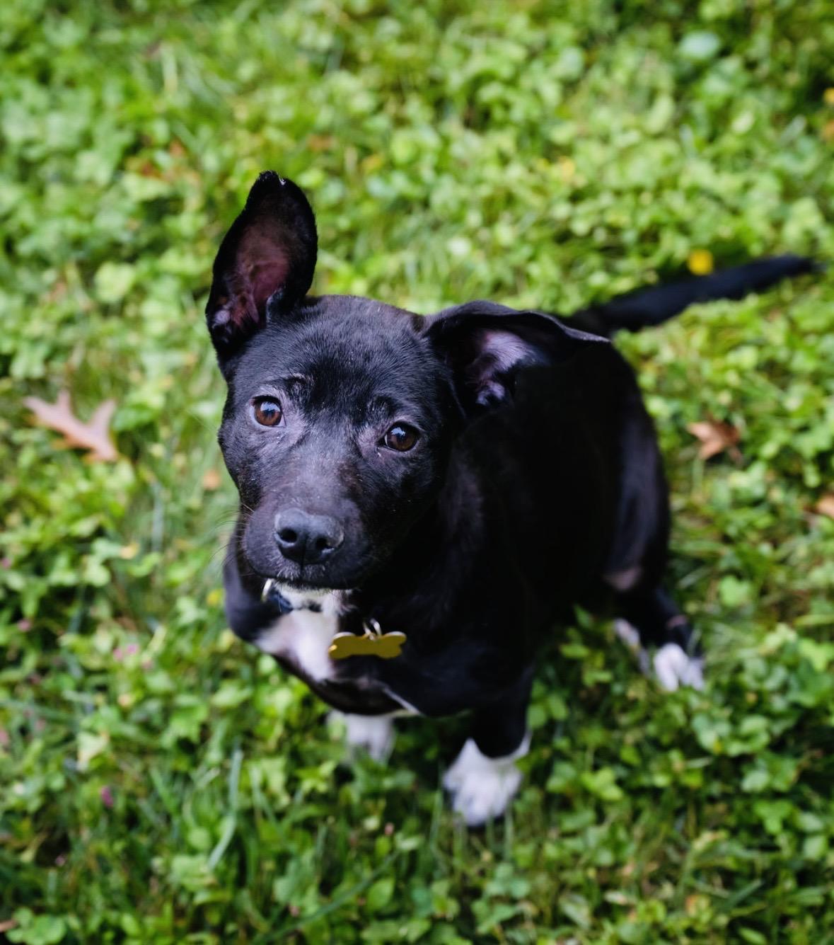 Enlarge Oma, a Adoptable mixed breed in Hockessin, DE image 2/5