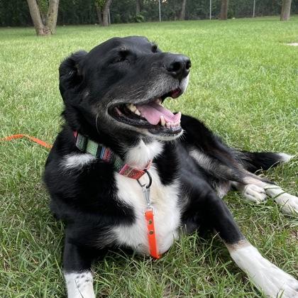 Papi, Adoptable, Adult Male Border Collie & Mixed Breed.