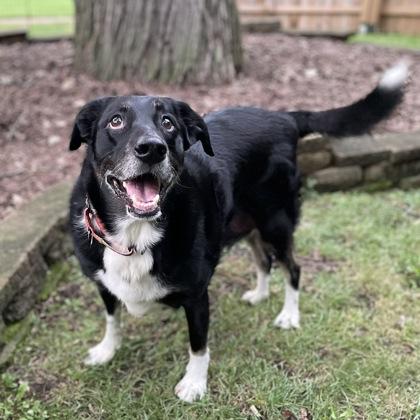 Enlarge Papi, a Adoptable mixed breed in Elk Grove Village, IL image 2/3