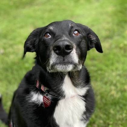 Enlarge Papi, a Adoptable mixed breed in Elk Grove Village, IL image 3/3
