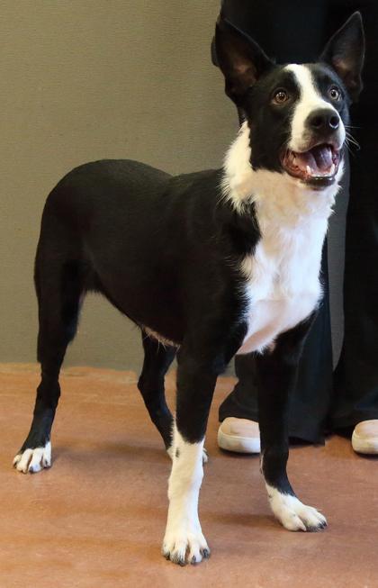 Enlarge Pete, an adopted mixed breed in Rapid City, SD image 3/3