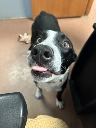 Enlarge Pete, an adopted mixed breed in Rapid City, SD image 2/3