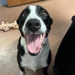 Pete, adopted, Young Male Border Collie.