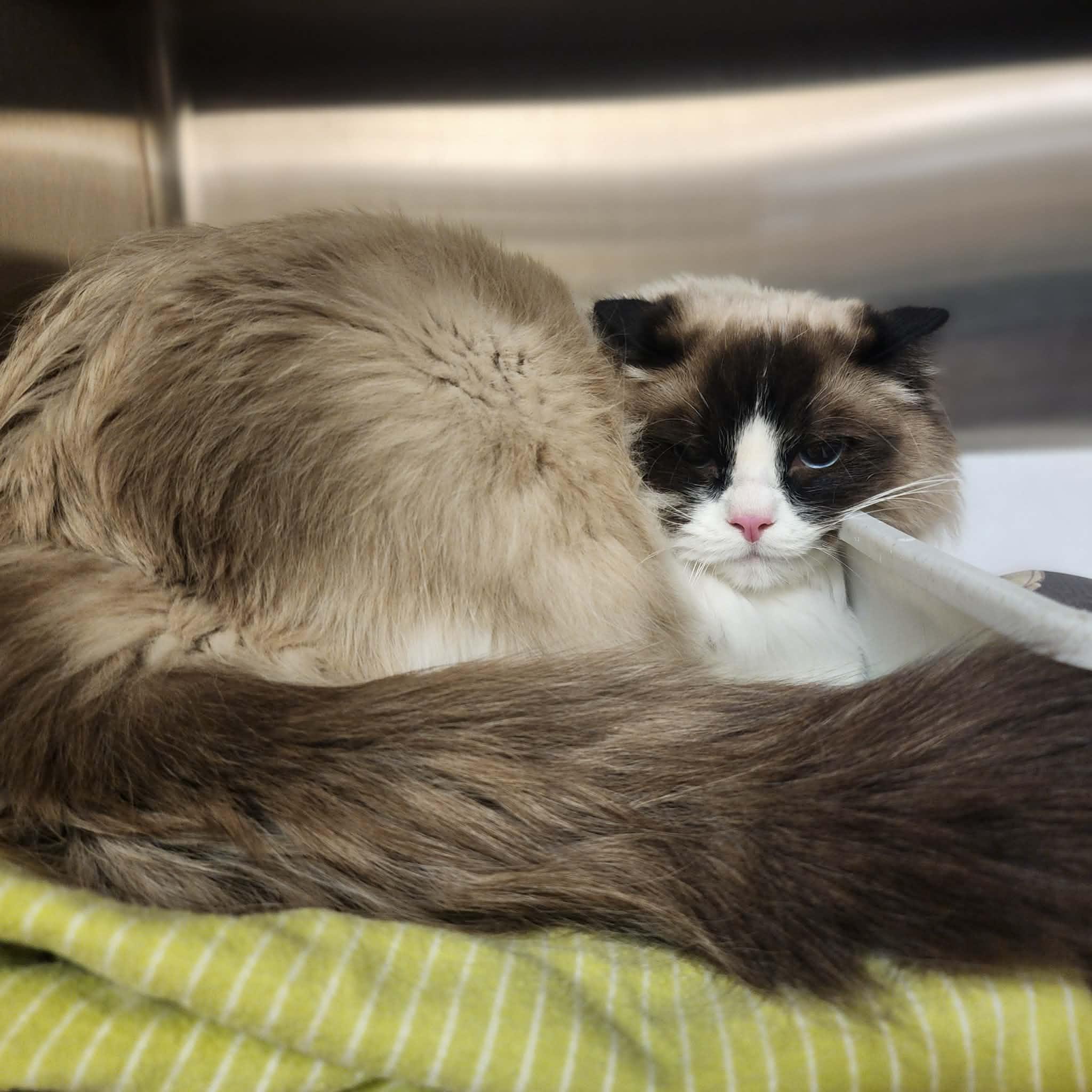 C.B., adopted, Young Male Ragdoll.
