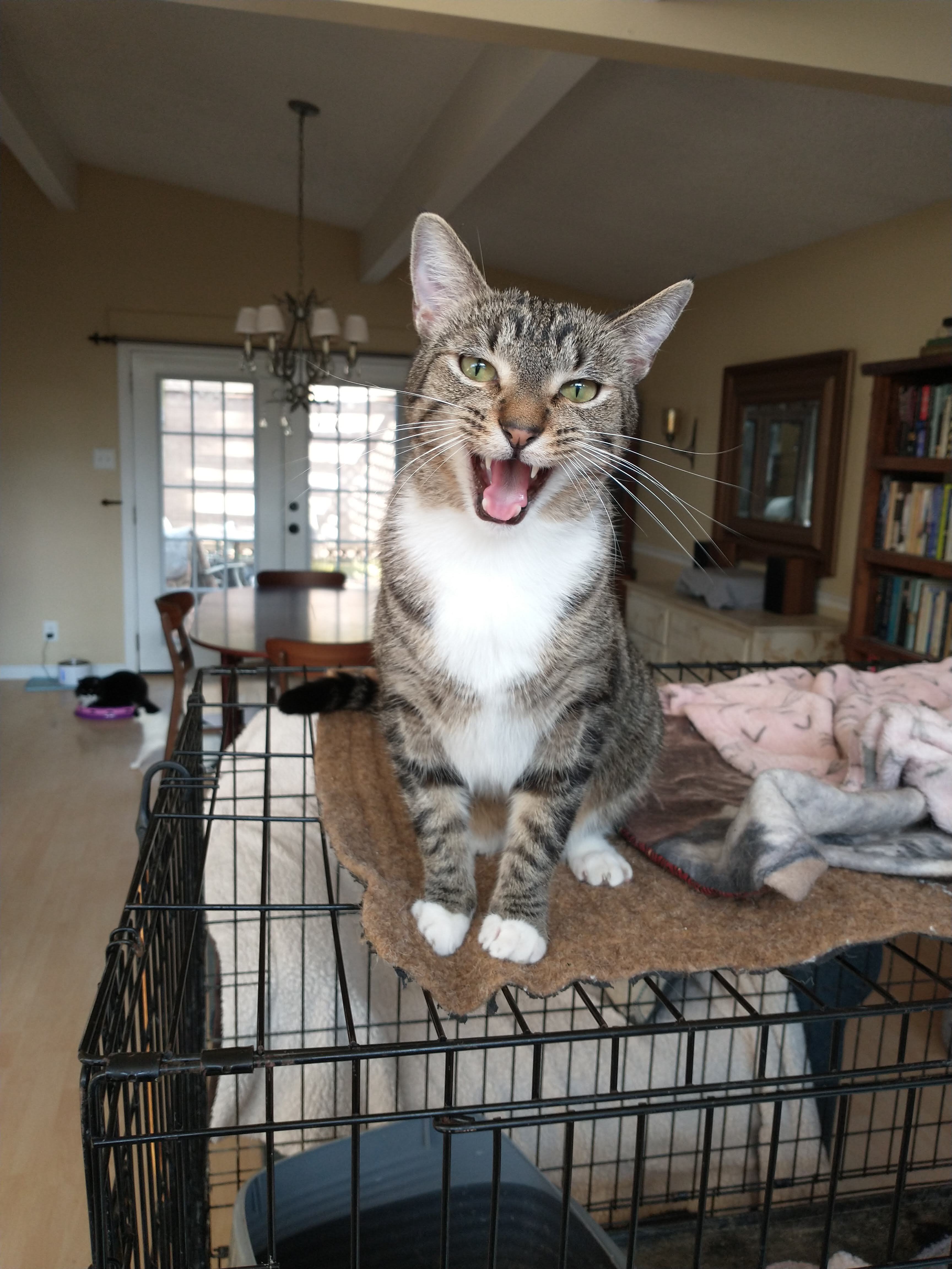 George, Adoptable, Adult Male Tabby & Domestic Short Hair.