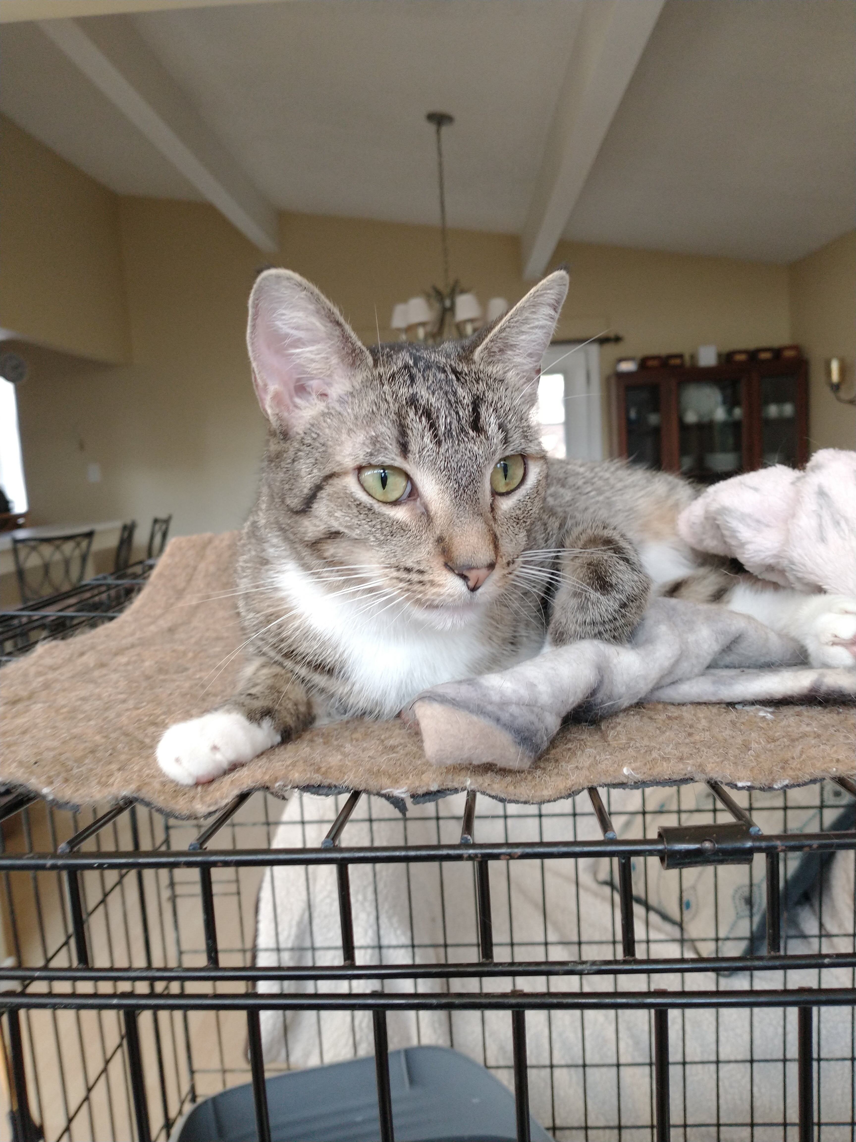 Enlarge George, a Adoptable mixed breed in Houston, TX image 2/6