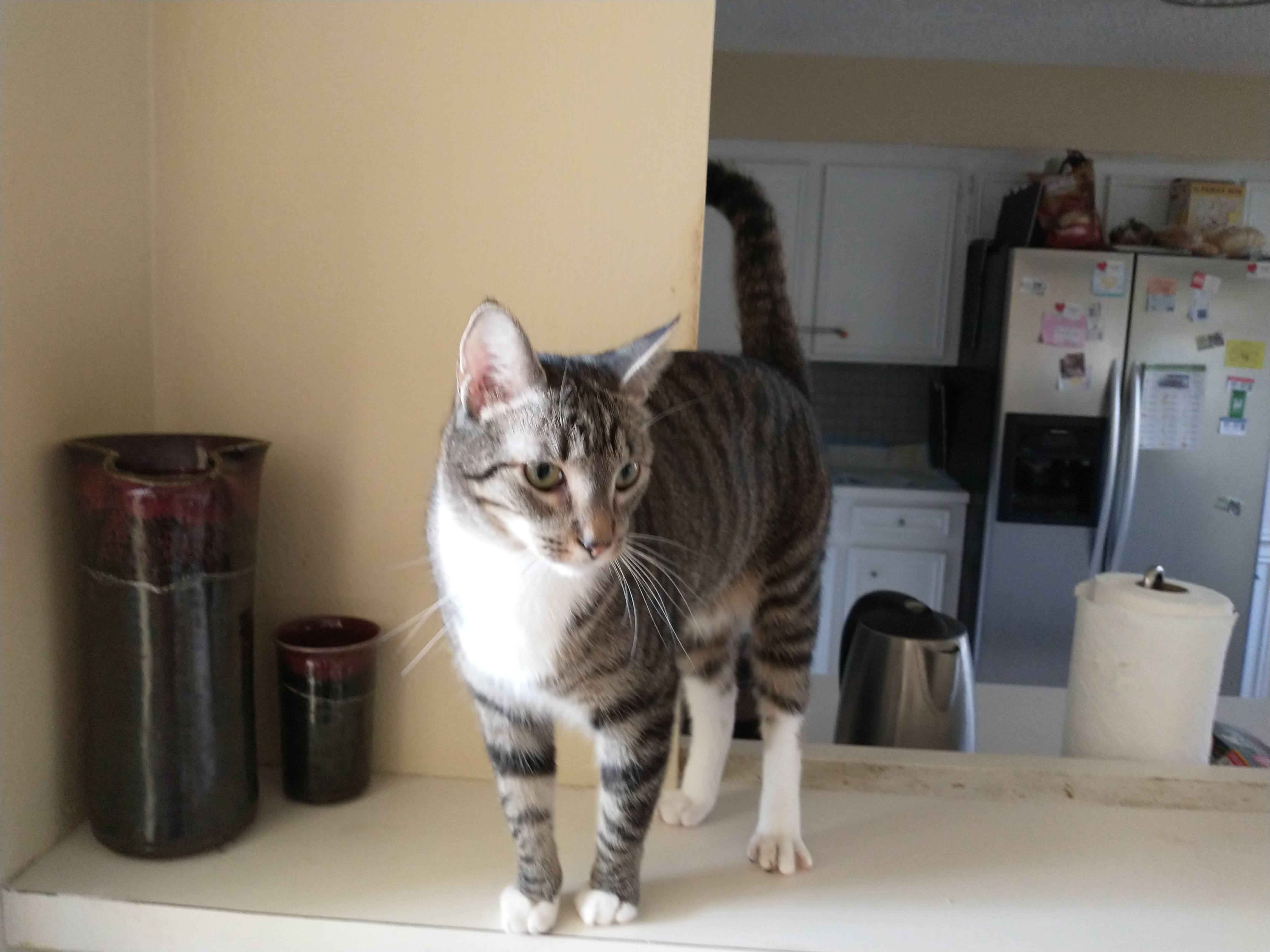 Enlarge George, a Adoptable mixed breed in Houston, TX image 4/6