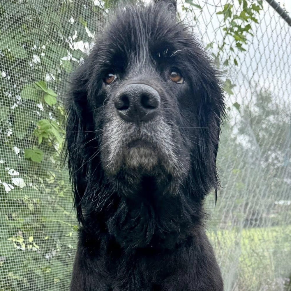 HILDY- HOUSTON TX, ADOPTABLE, Adult Female Newfoundland Dog & Flat-Coated Retriever.