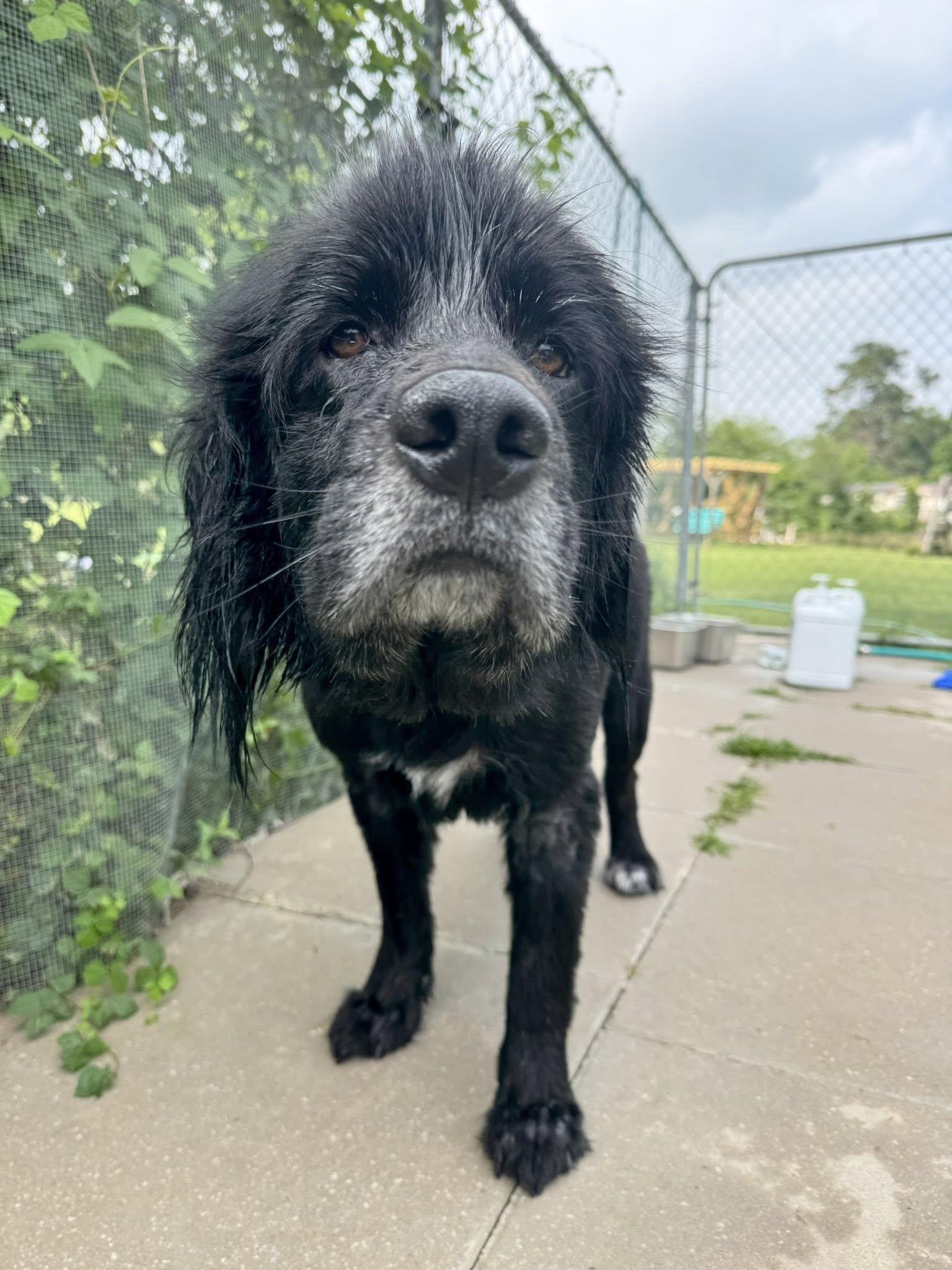 Enlarge HILDY- HOUSTON TX, a ADOPTABLE mixed breed in Alvin, TX image 2/3
