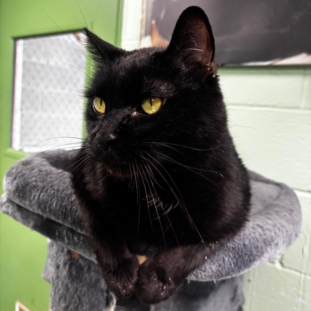 Cornelius, Adoptable, Adult Male Domestic Short Hair.