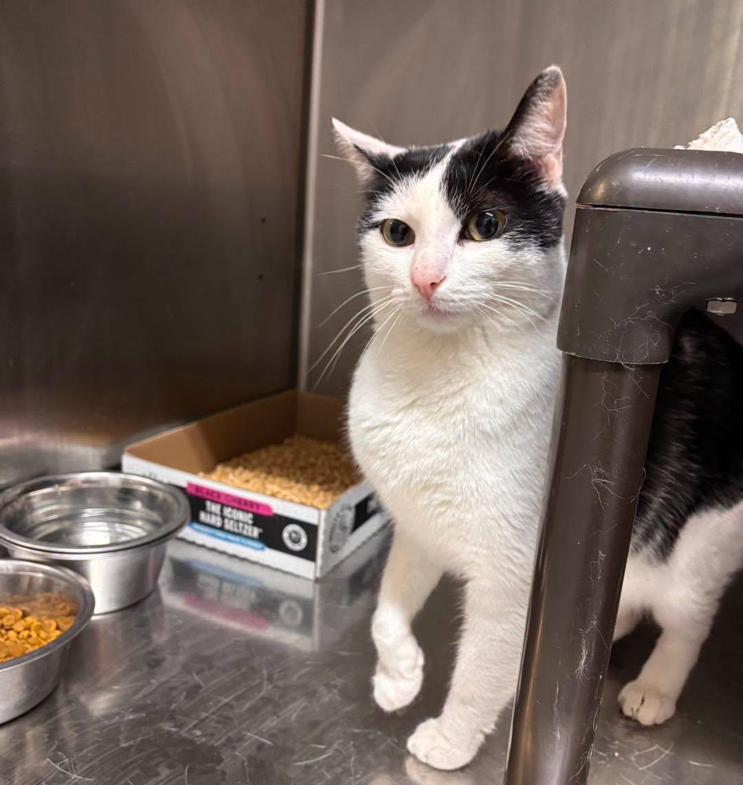 Enlarge Charlie, an adopted Domestic Short Hair in Stillwater, OK image 1/1