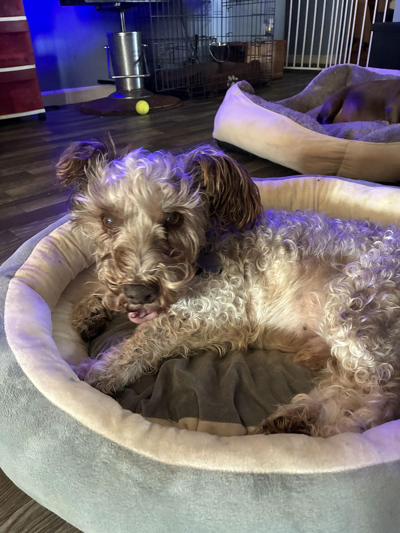 Buster, Adoptable, Senior Male Terrier.