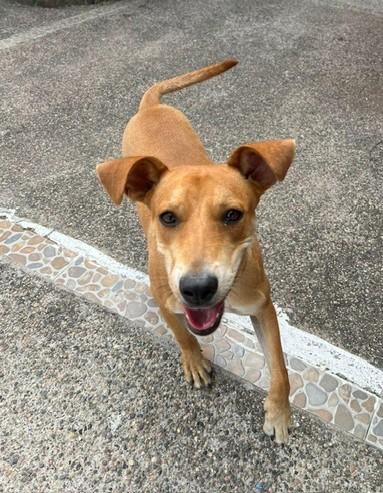 Enlarge Sandy, a Adoptable mixed breed in Victoria, BC image 3/5