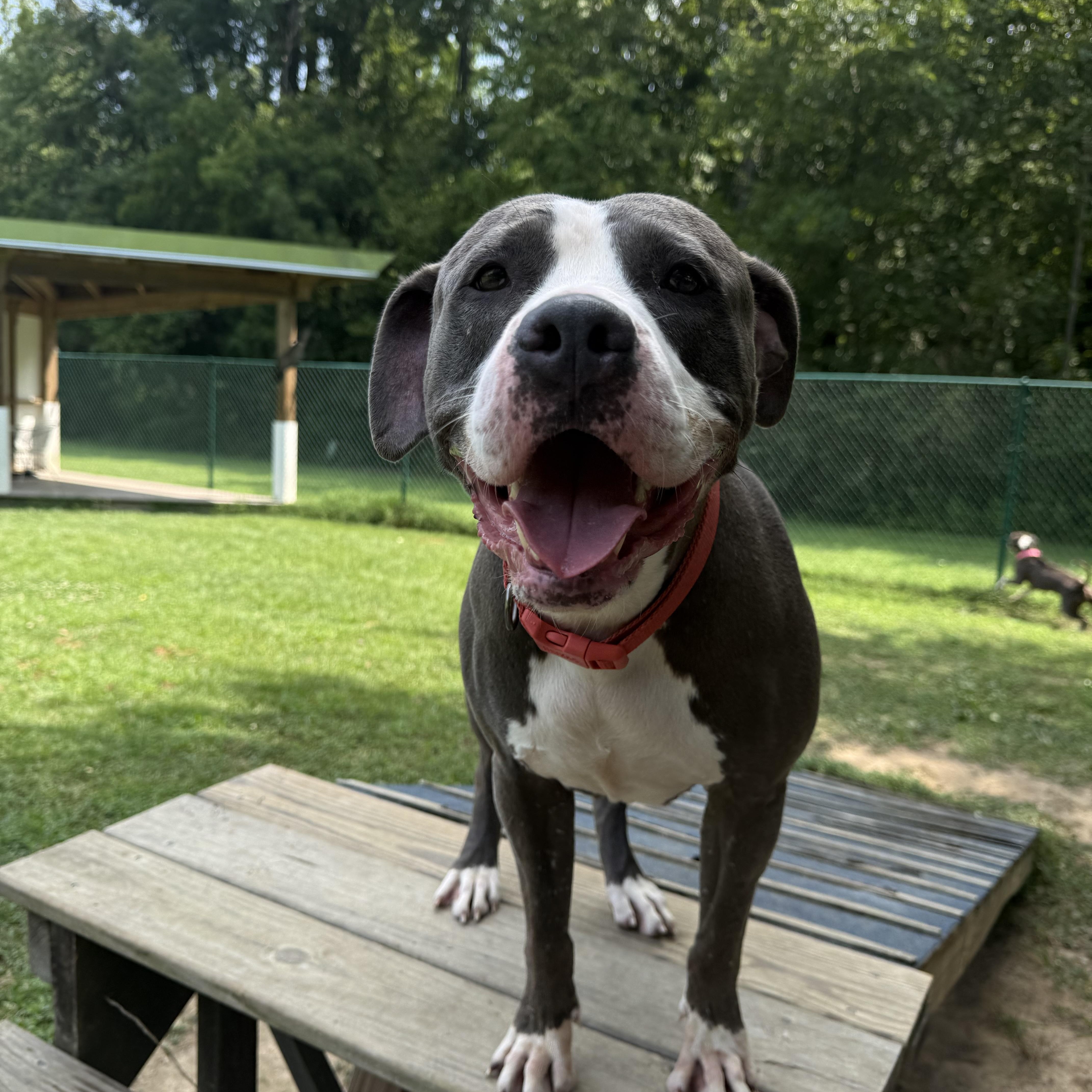 Big Mama, Adoptable, Adult Female American Staffordshire Terrier.