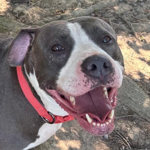 Enlarge Big Mama, a Adoptable American Staffordshire Terrier in Saluda, VA image 3/4