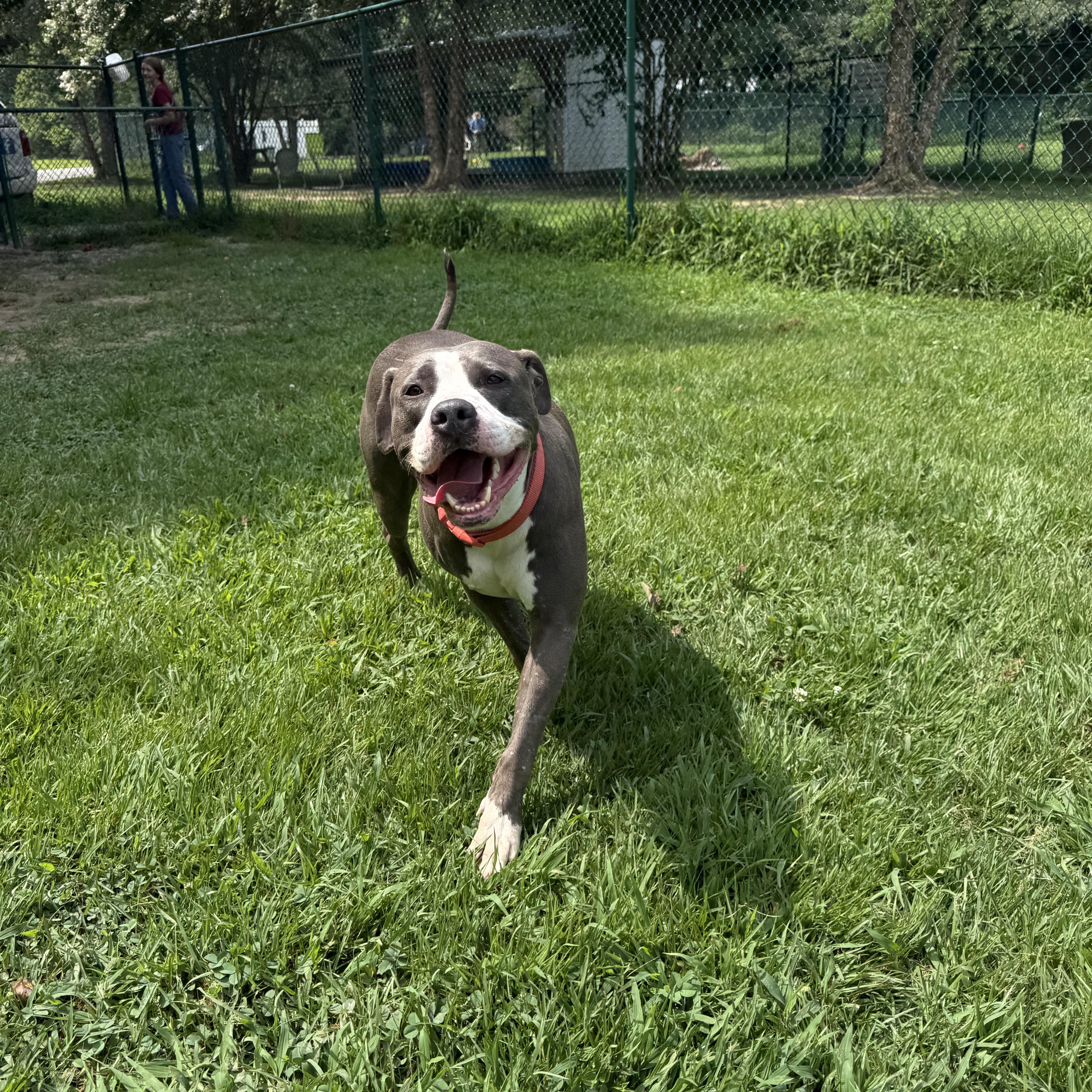 Enlarge Big Mama, a Adoptable American Staffordshire Terrier in Saluda, VA image 4/4